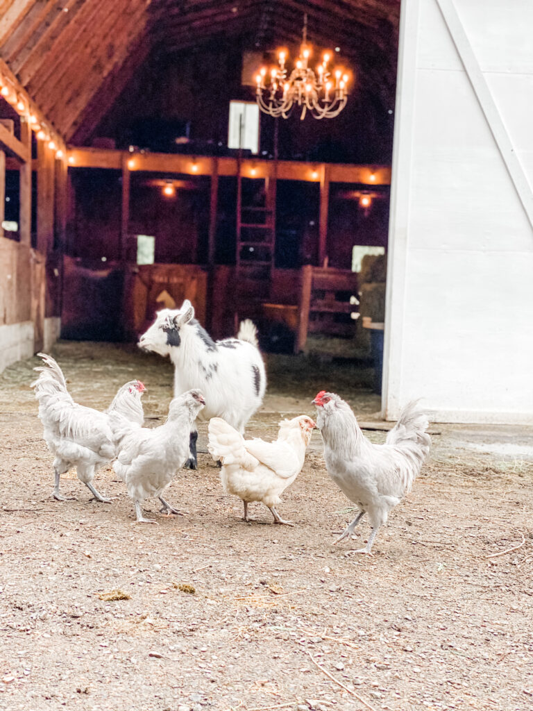 Chickens and goat in front of Pivot Farm