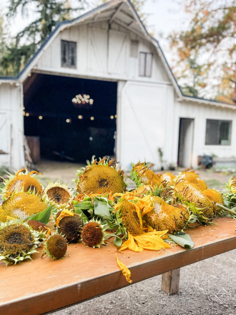 Sunflowers in front of barn